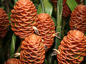 Tropical plant at Kew Gardens